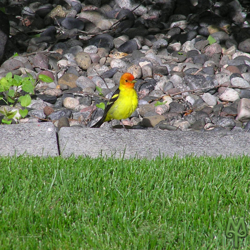 Western Tanagers Arrive In Bozeman