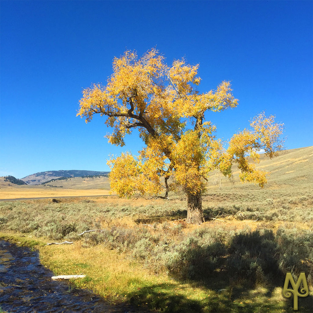 Fall Color In Yellowstone