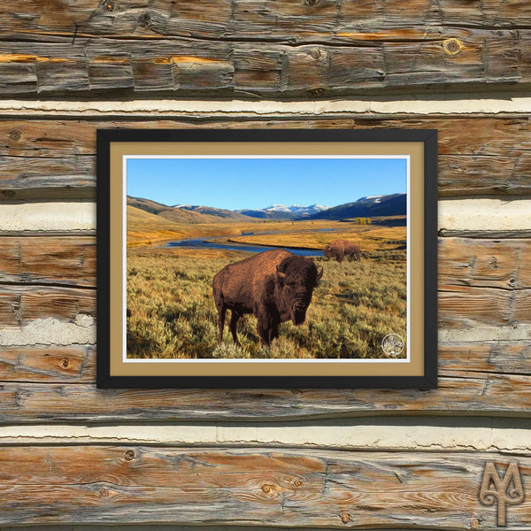 Yellowstone National Park, Bison, framed poster