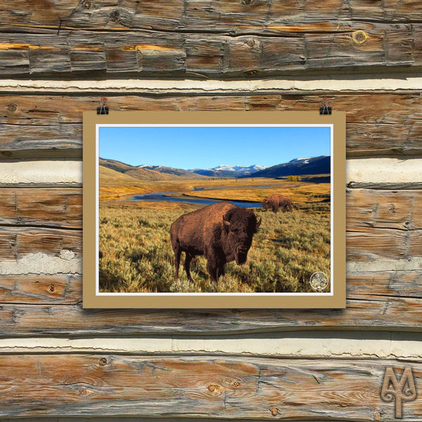 Yellowstone National Park, Bison, unframed poster
